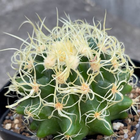 サボテン  電棘金鯱 キンシャチEchinocactus grusonii “Golden Barrel Cactus”鉢付き発送