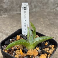 【台湾産】アガベハイブリッド笹之雪x兜蟹 Agave hybrid (victoriae-reginae x isthmensis Kabutogani)鉢付き発送