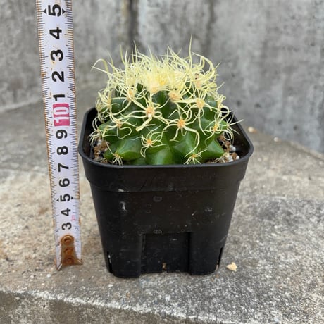 サボテン  電棘金鯱 キンシャチEchinocactus grusonii “Golden Barrel Cactus”鉢付き発送