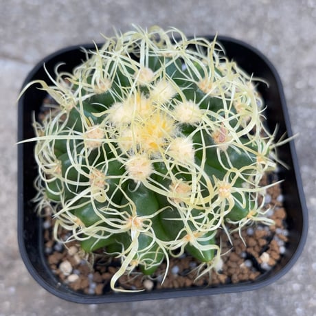 サボテン  電棘金鯱 キンシャチEchinocactus grusonii “Golden Barrel Cactus”鉢付き発送