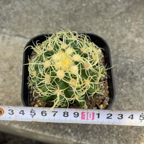 サボテン  電棘金鯱 キンシャチEchinocactus grusonii “Golden Barrel Cactus”鉢付き発送