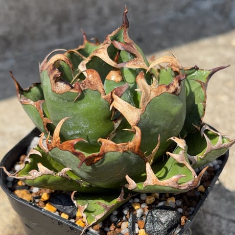 blackmonster plants