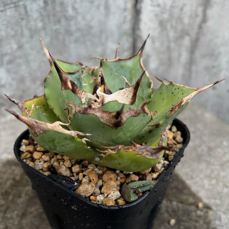 【Agave Otero メキシコオアハカ 】子株販売 オアハカ | STORES
