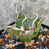 アガベオテロイオアハカ Agave oteroi “Oaxaca”鉢付き発送