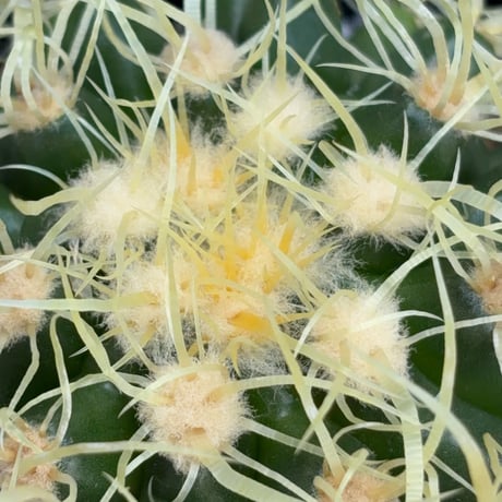 サボテン  電棘金鯱 キンシャチEchinocactus grusonii “Golden Barrel Cactus”鉢付き発送