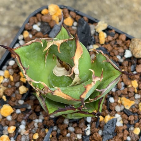 アガベオテロイオアハカ Agave oteroi “Oaxaca”鉢付き発送