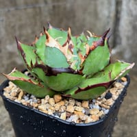 アガベオテロイオアハカ Agave oteroi “Oaxaca”鉢付き発送