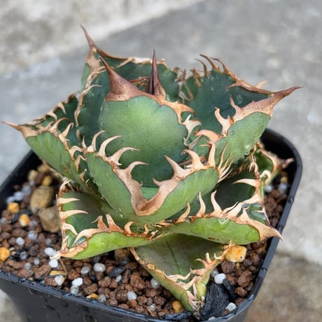blackmonster plants