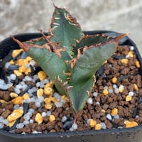 アガベチタノタ悪魔くん BAKEMONO Agave titanota “Little Devil” (BAKEMONO)  鉢付き発送