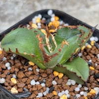 アガベチタノタ鰐亀 Agave titanota alligator snapper 鉢付き発送