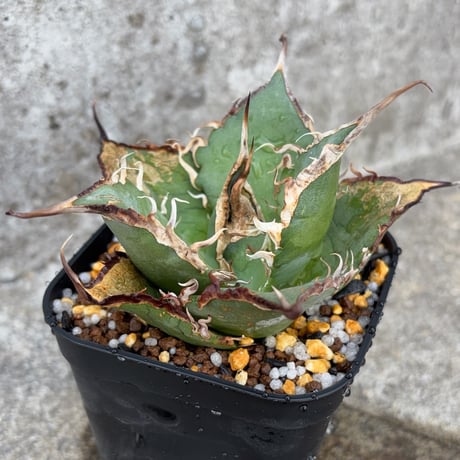 CATEGORY 植物 | blackmonster plants