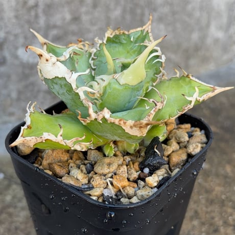 白豪棘 | STORES