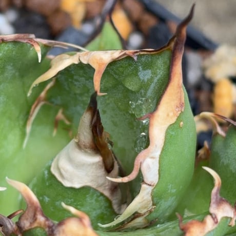アガベオテロイオアハカ Agave oteroi “Oaxaca”鉢付き発送