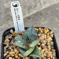 【台湾産】アガベハイブリッド白冰×姫嚴龍  Agave hybrid (White Ice×titanota dwarf)鉢付き発送