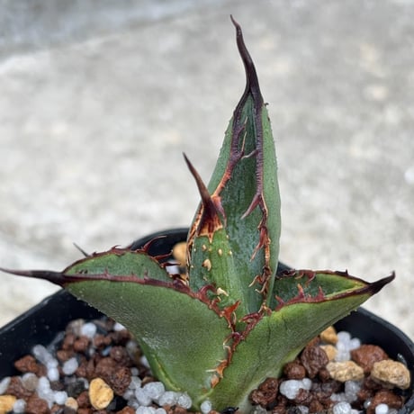 blackmonster plants