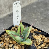 【台湾産】アガベハイブリッド楊貴妃×妖炎 Agave hybrid （Agave isthmensis ‘Yokihi’ × Agave utahensis ‘Yoen’）鉢付き発送