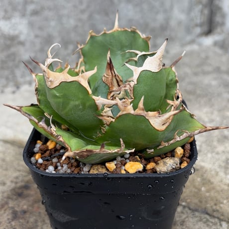 blackmonster plants