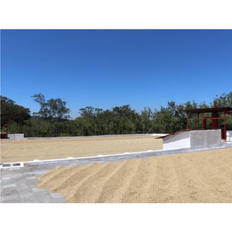 お買得！Guatemala Geisha Agua Tibia 100g