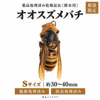 【標本用・薬品処理済み】オオスズメバチ Sサイズ（約30〜40mm）｜乾燥昆虫