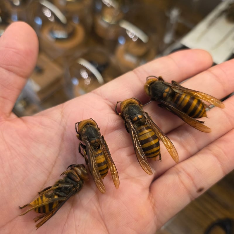 標本用・薬品処理済み】オオスズメバチ Sサイズ（約30〜40mm）｜乾燥