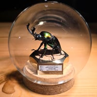 【HYOHON-球(kyu)-】ニジイロクワガタ♂(ノーマルカラー)-Phalacrognathus muelleri-