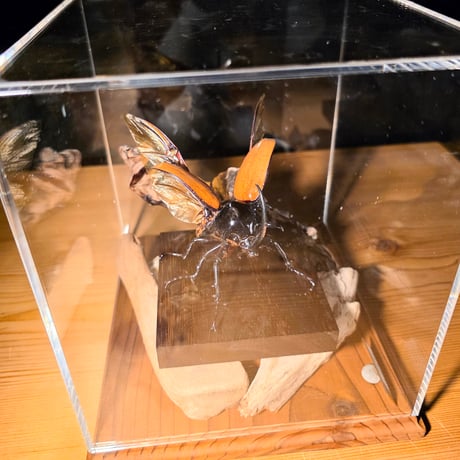 【HYOHON-角(kaku)17-】ゴホンヅノカブト♂-Eupatorus gracilicornis-