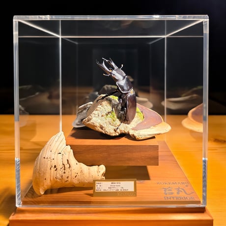 【1点限定作品】禁じられた標本：オブジェ 苔丸インテリア(公式ネットショップ)