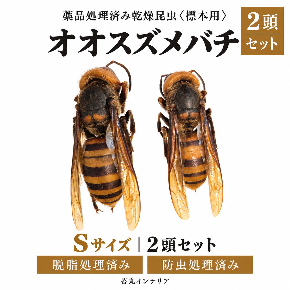 標本用・薬品処理済み】オオスズメバチ Sサイズ（約30〜40mm）｜乾燥