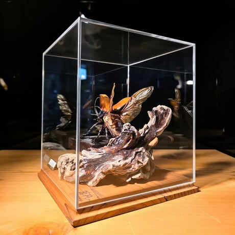 【HYOHON-角(kaku)17-】ゴホンヅノカブト♂-Eupatorus gracilicornis-