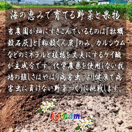 2026 kainami 黄色にんじん 今季二代目！ 8本（約2kg）｜加熱して激変、甘く美味しい