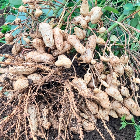 2026 kainami 生落花生 今季三代目！ 500g｜茹で落花生が美味しい品種