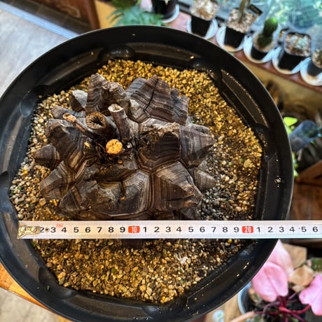アフリカ亀甲竜（Dioscorea elephantipes）巨大株｜甲羅16〜18cm｜休眠中・生存確認済み