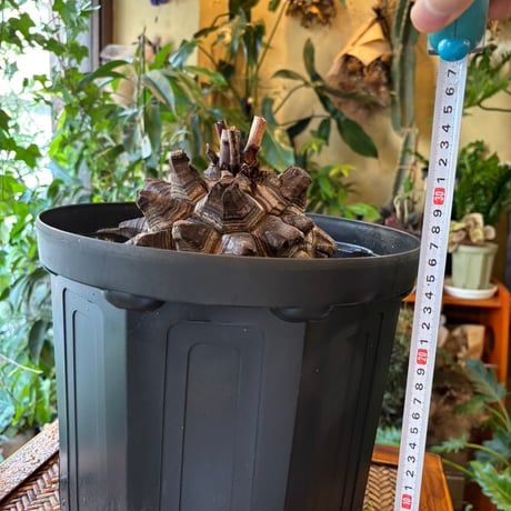 アフリカ亀甲竜（Dioscorea elephantipes）巨大株｜甲羅16〜18cm｜休眠中・生存確認済み