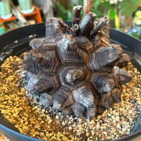 アフリカ亀甲竜（Dioscorea elephantipes）巨大株｜甲羅16〜18cm｜休眠中・生存確認済み