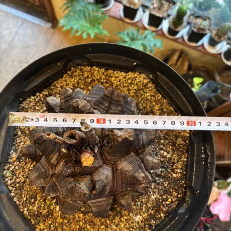 アフリカ亀甲竜（Dioscorea elephantipes）巨大株｜甲羅16〜18cm｜休眠中・生存確認済み