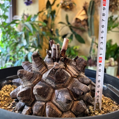アフリカ亀甲竜（Dioscorea elephantipes）巨大株｜甲羅16〜18cm｜休眠中・生存確認済み
