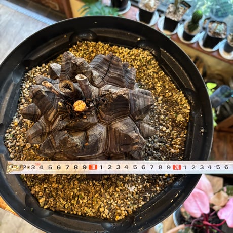 アフリカ亀甲竜（Dioscorea elephantipes）巨大株｜甲羅16〜18cm｜休眠中・生存確認済み