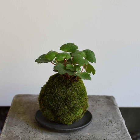苔玉 大文字草(C-58)