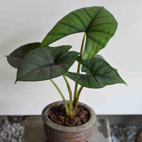 観葉植物 アロカシア(G-38)