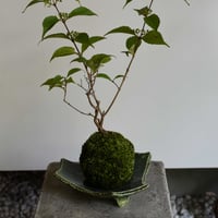 苔玉 小紫式部(C-53)