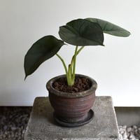 観葉植物 アロカシア(G-38)