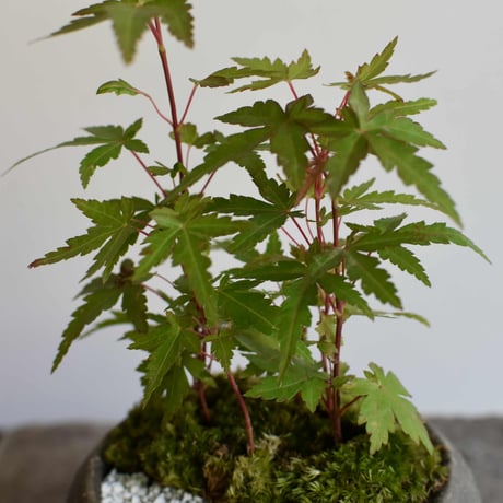 盆栽 紅葉〈珊瑚閣〉(Y-91)