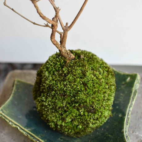 苔玉 小紫式部(C-53)