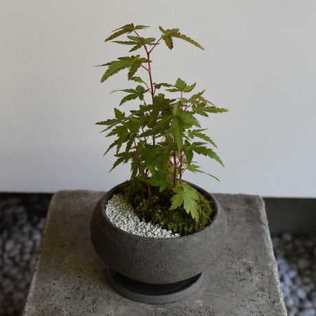 盆栽 紅葉〈珊瑚閣〉(Y-91)