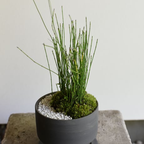 盆栽 姫トクサ(Y-82)