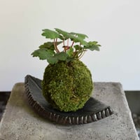 苔玉 大文字草(C-58)