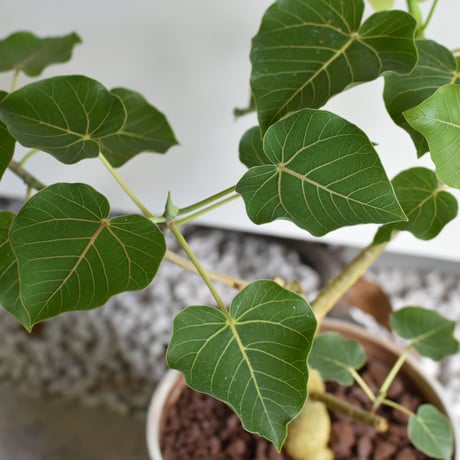 観葉植物 フィカス・ペティオラリス(G-41)
