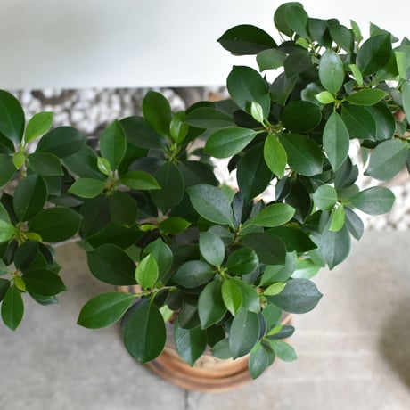 観葉植物 ガジュマル(G-40)