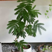 観葉植物 エバーフレッシュ(G-42)