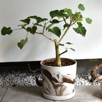 観葉植物 フィカス・ペティオラリス(G-41)